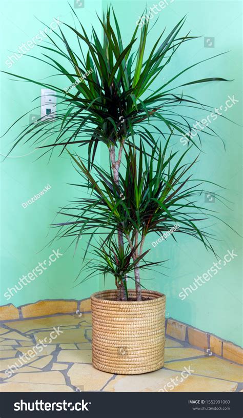 dracaena marginata sunlight